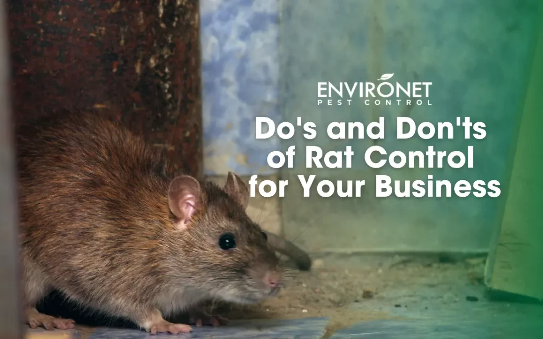 Do’s and Don’ts of Rat Control for Your Business