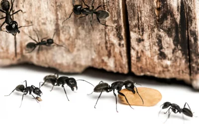 Ant Species in the Philippines