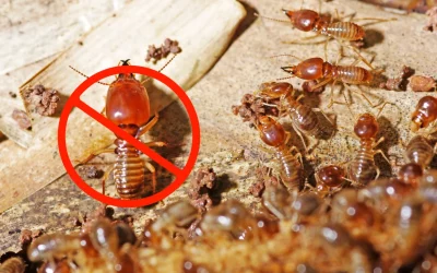 How to Prevent Termites from Spreading in Your Home