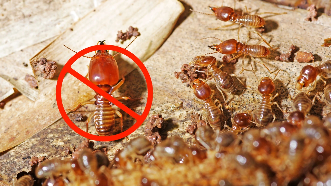 a soldier termite is guarding worker termites