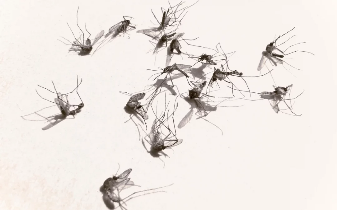 Imagining a Mosquito-Free World: What Would It Be Like?