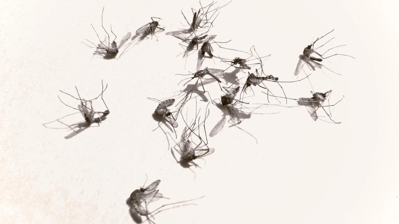 Dread mosquitoes for Mosquito-free world blog