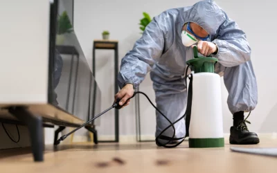 Why Regular Pest Control is Essential for a Healthy Home