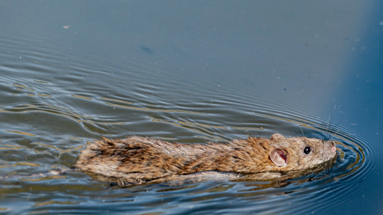 Beware of contaminated water with animal urine to avoid increased risk