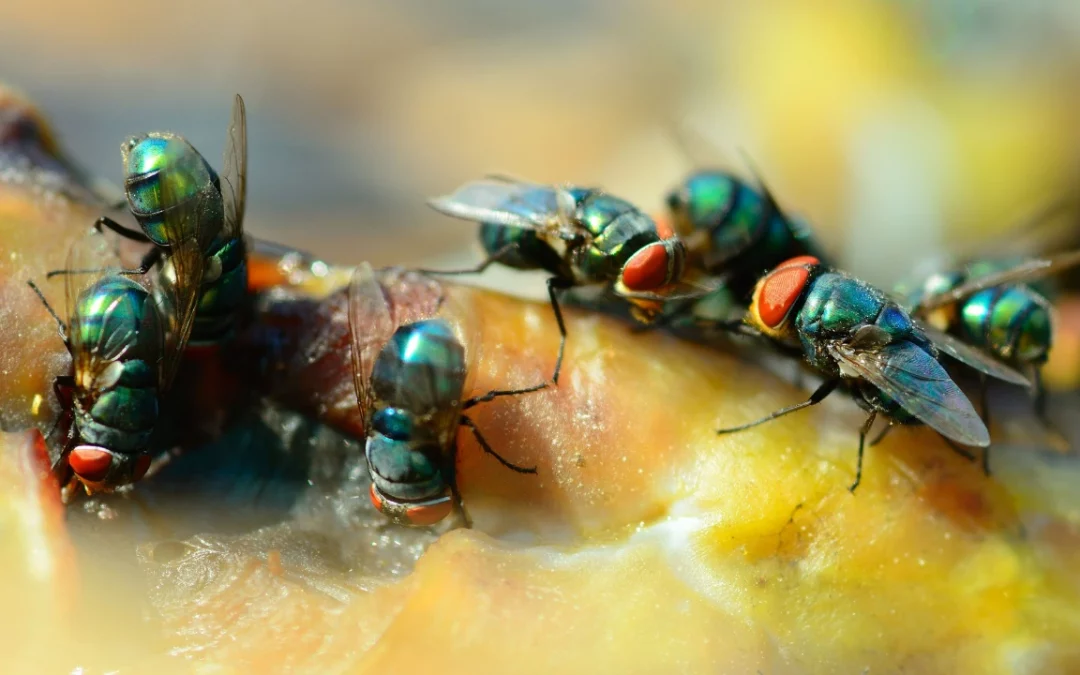 Effective Strategies to Eliminate House Flies and Prevent Infestations