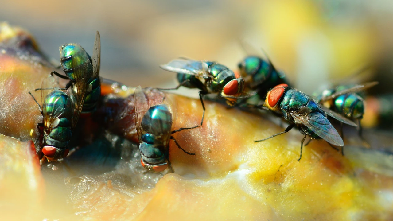 Several house flies resting on fruit, highlighting the importance of measures to eliminate house flies in the home.