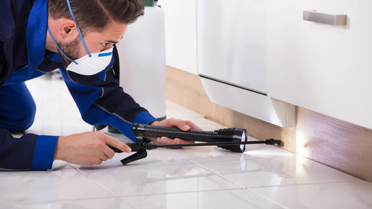 A man dressed in blue inspects with a flashlight during a pre-summer pest inspection.