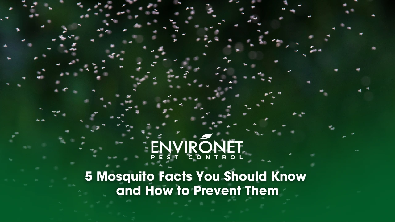 5 Mosquito Facts You Should Know and How to Prevent Them Mosquito swarm