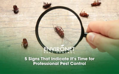 5 Signs That Indicate It’s Time for Professional Pest Control