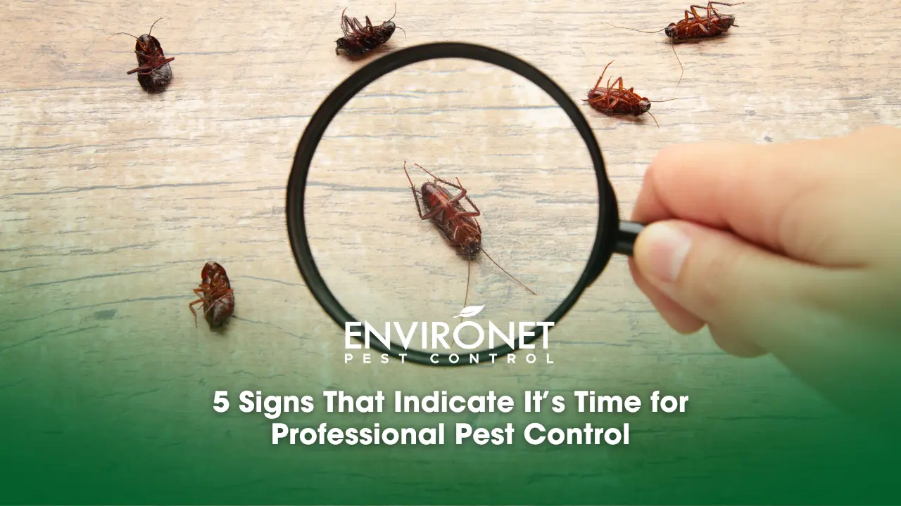 5 Signs That Indicate It’s Time for Professional Pest Control a magnifying glass showing dead cockroaches