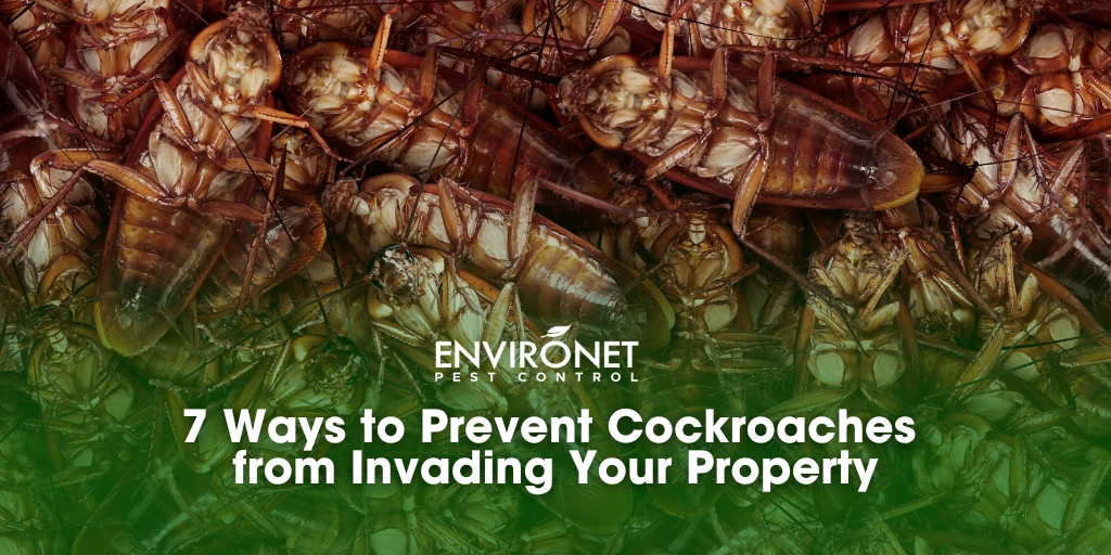 7 Ways to Prevent Cockroaches from Invading Your Property