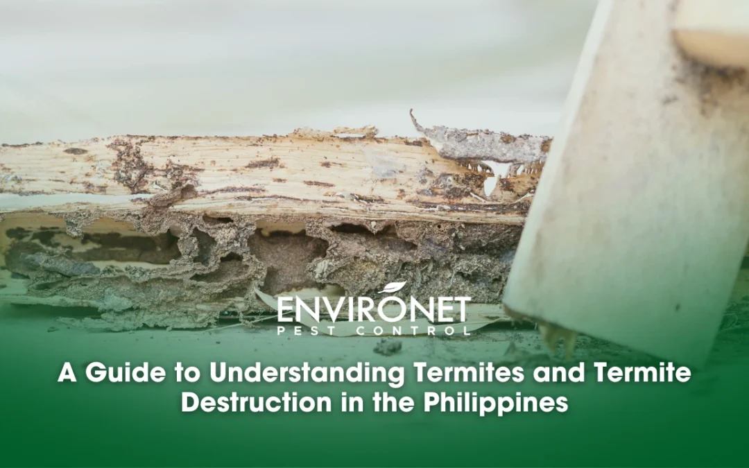 A Guide to Understanding Termites and Termite Destruction in the Philippines