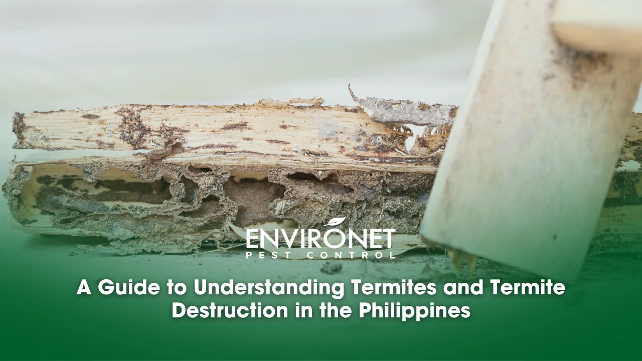 A Guide to Understanding Termites and Termite Destruction wooden damage due to termites_anay problems