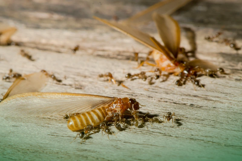 Ant VS Termites ants and termites fighting