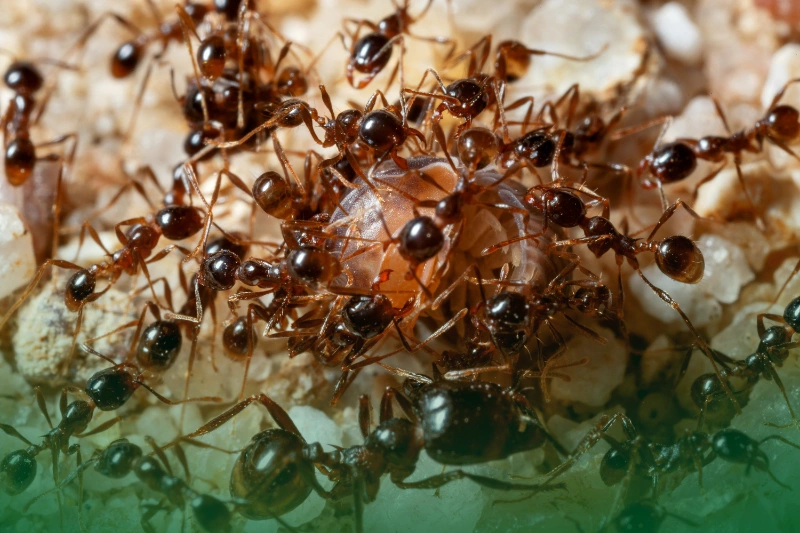 Ants the attack of many ants on another insect - pest control 101