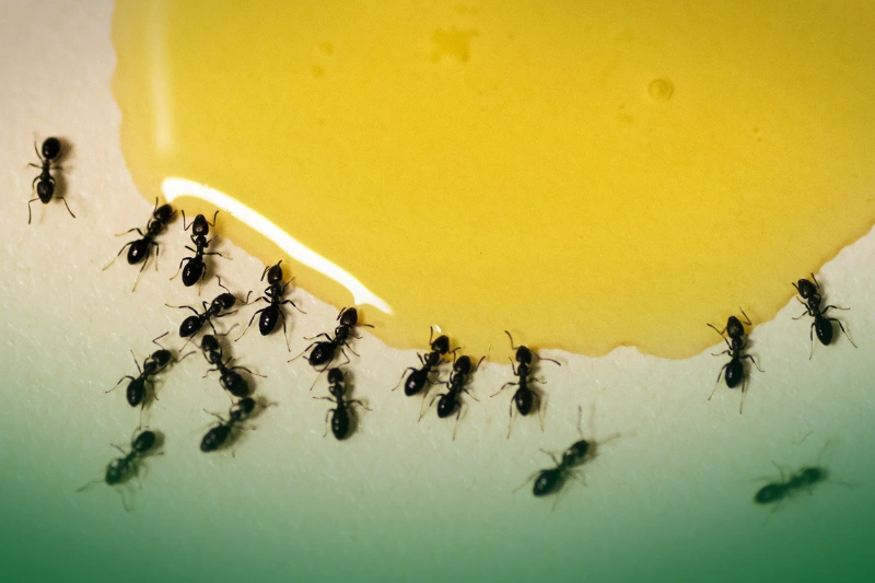 Ants ants love honey