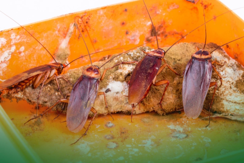 Availability of Food Sources brown cockroach on a spoiled food for what attracts cockroaches to a clean house