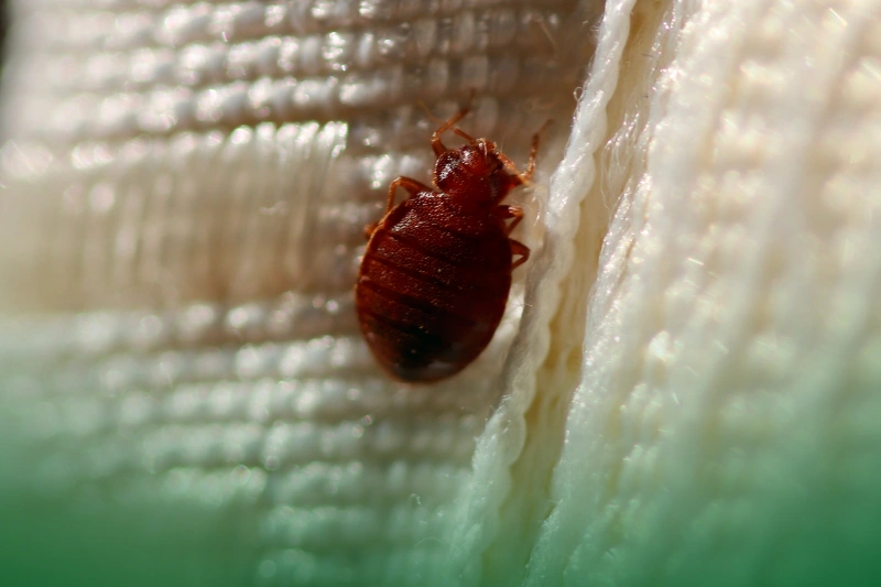 Bed Bugs bed bug infestation - pest control 101
