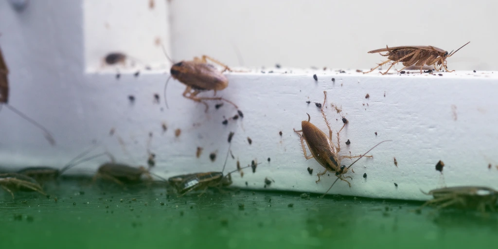 Cockroach Infestation_ Destruction a cockroach infestation for Pest Control Treatment Costs in the Philippines