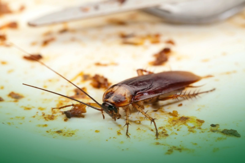 Cockroaches cockroach on dirty plate - pest control 101