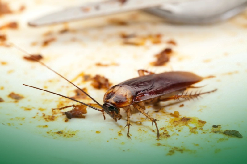 Cockroaches cockroach on a dirty plate