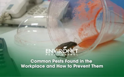 Common Pests Found in the Workplace and How to Prevent Them