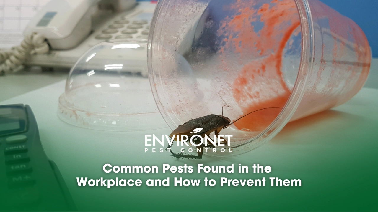 Common Pests Found in the Workplace and How to Prevent Them a cockroach on an office table eating a juice