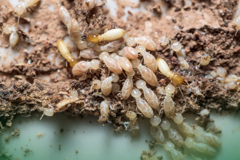 Damage Caused by Termites a colony of termites_anay problems