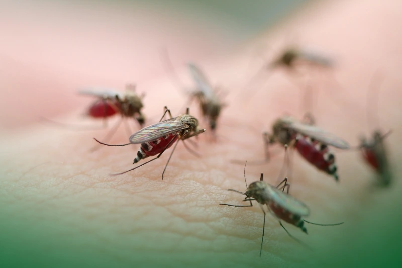 Female Mosquitoes are the Culprits female mosquitoes in human skin