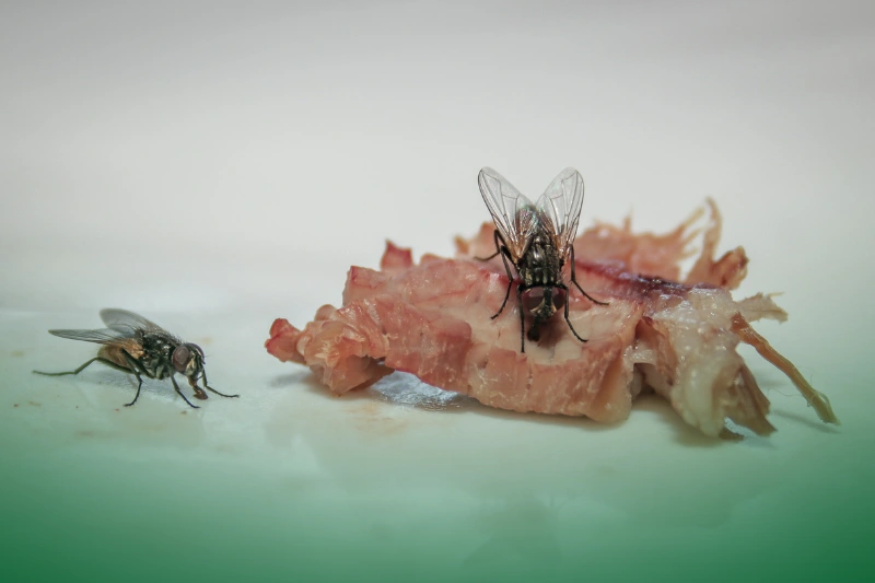 Flies two flies on meat - pest control 101