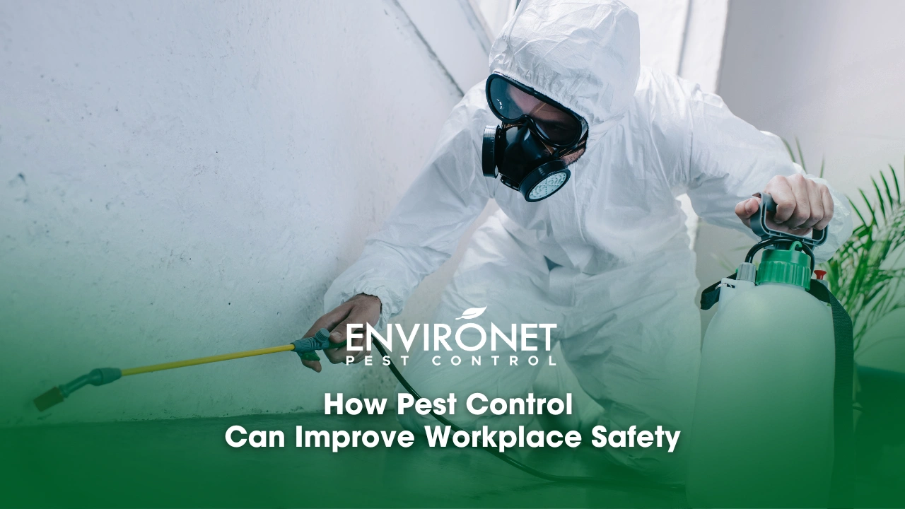 How Pest Control Can Improve Workplace Safety image of a workplace spraying pesticides on the floor of a property