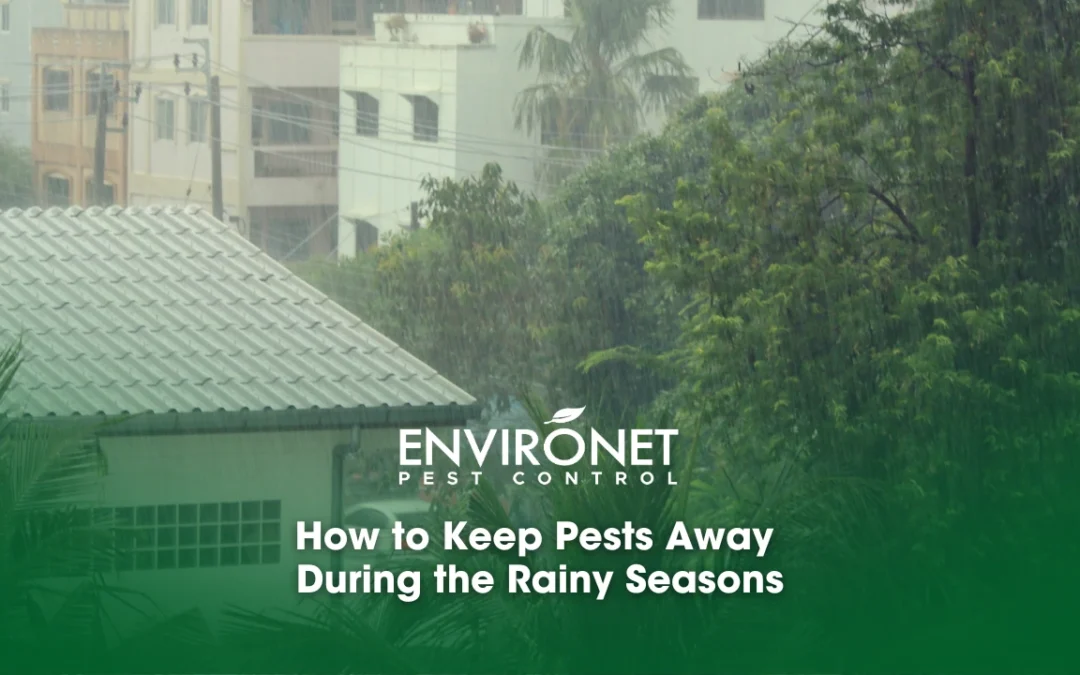 How to Keep Pests Away During the Rainy Seasons