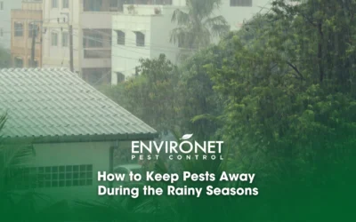 How to Keep Pests Away During the Rainy Seasons