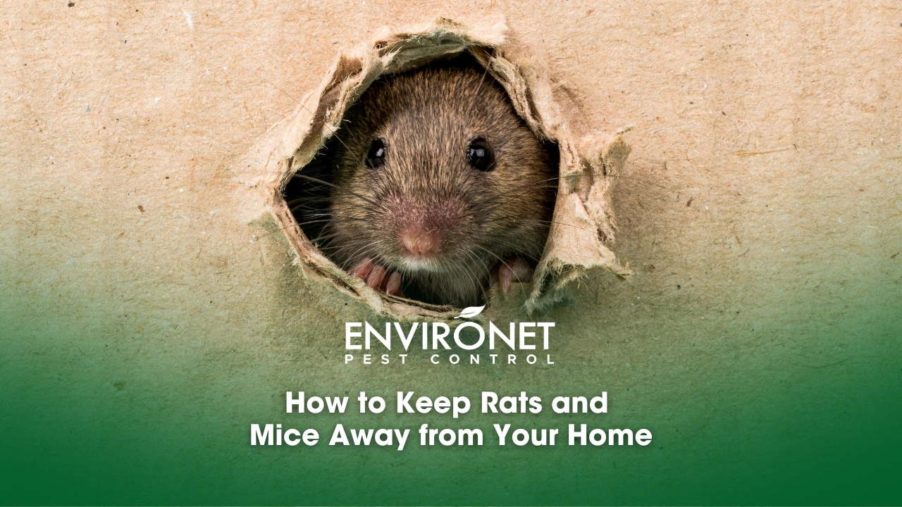 How to Keep Rats and Mice Away from Your Home a face of a rat in a hole