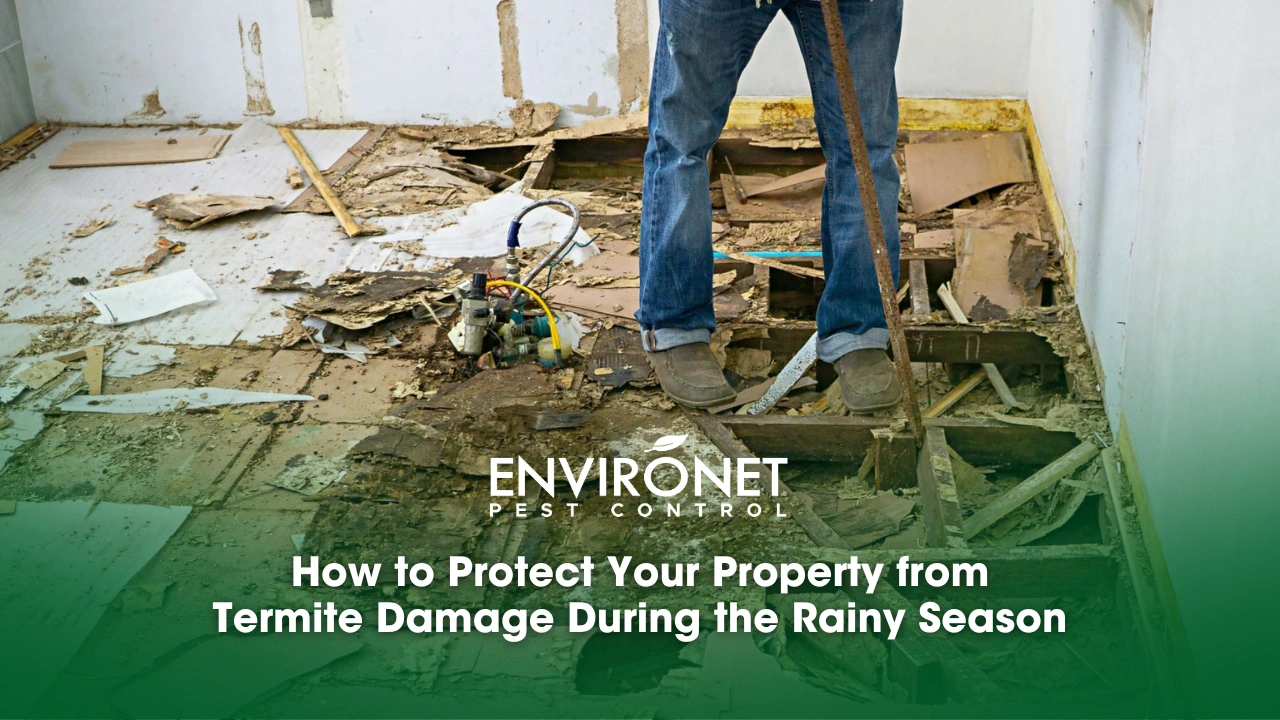 How to Protect Your Property from Termite Damage During the Rainy Season Image of termite damage, illustrating the importance of protecting property during the rainy season from infestations.