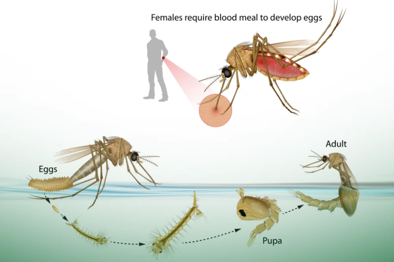 Lifecyle of a Mosquito an illustration showing the life cycle of a mosquito