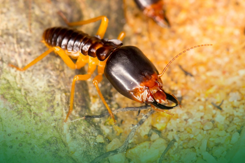 Macrotermes Gilvus a close up look of Macrotermes Gilvus for Types of Termites in the Philippines