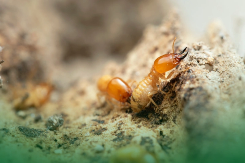 Microcerotermes Losbañosensis a close up look of Microcerotermes Losbañosensis for Types of Termites in the Philippines