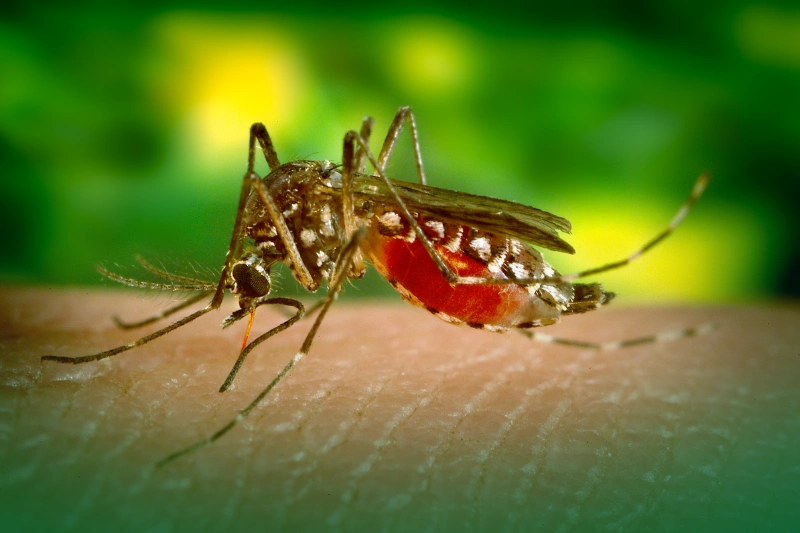 Mosquitoes female aedes aegypti mosquito