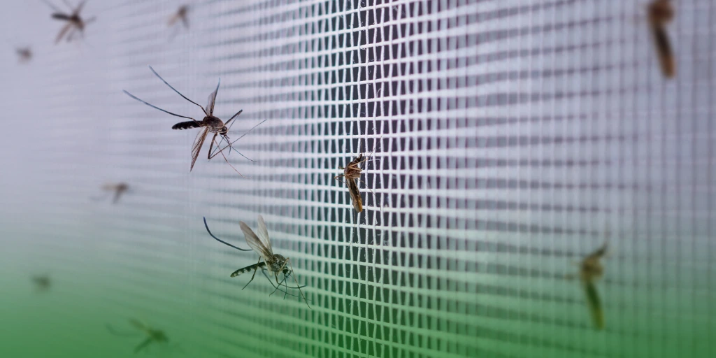 Mosquitoes-Pest Control Treatment Costs in the Philippines mosquitoes on net