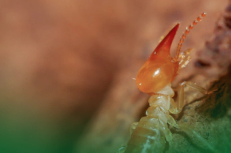 Nasutitermes Luzonicus a close up look of Nasutitermes Luzonicus for Types of Termites in the Philippines