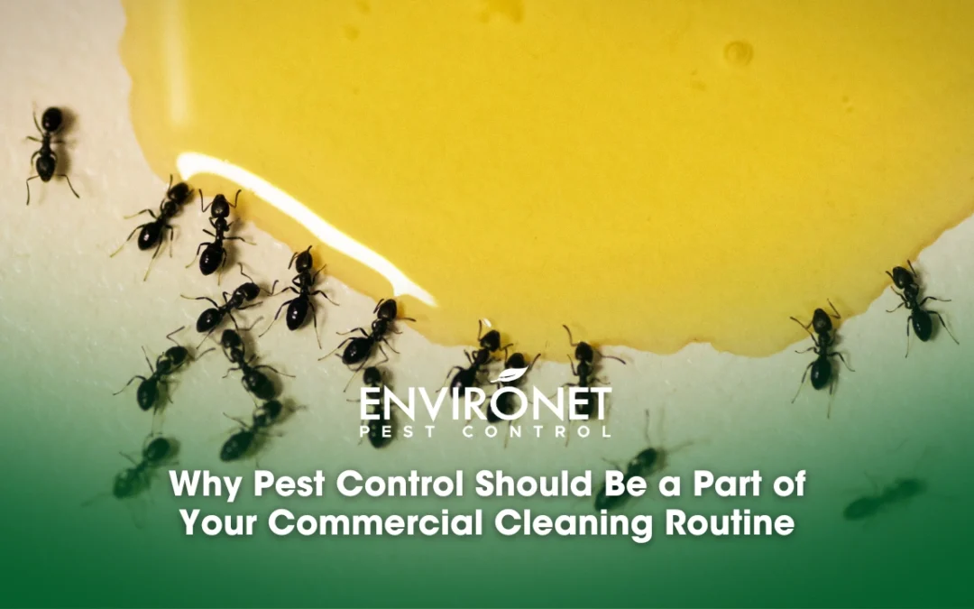Natural Ways on How to Get Rid of Ants
