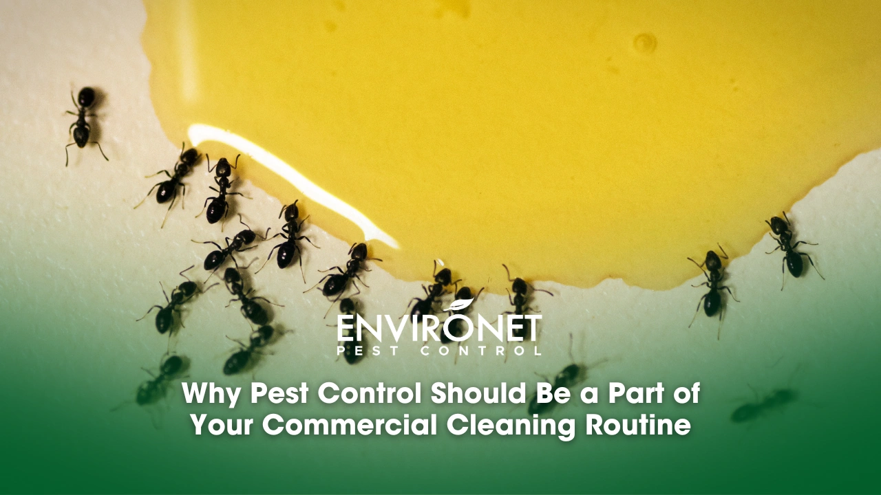 Natural Ways to Get Rid of Ants ants eating honey for Natural Ways on How to Get Rid of Ants