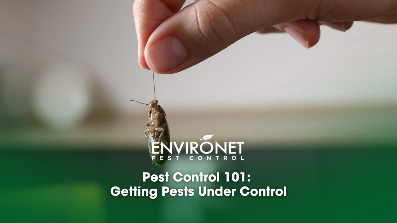 Pest Control 101 Getting Pests Under Control woman holding a cockroach in kitchen - Pest Control 101