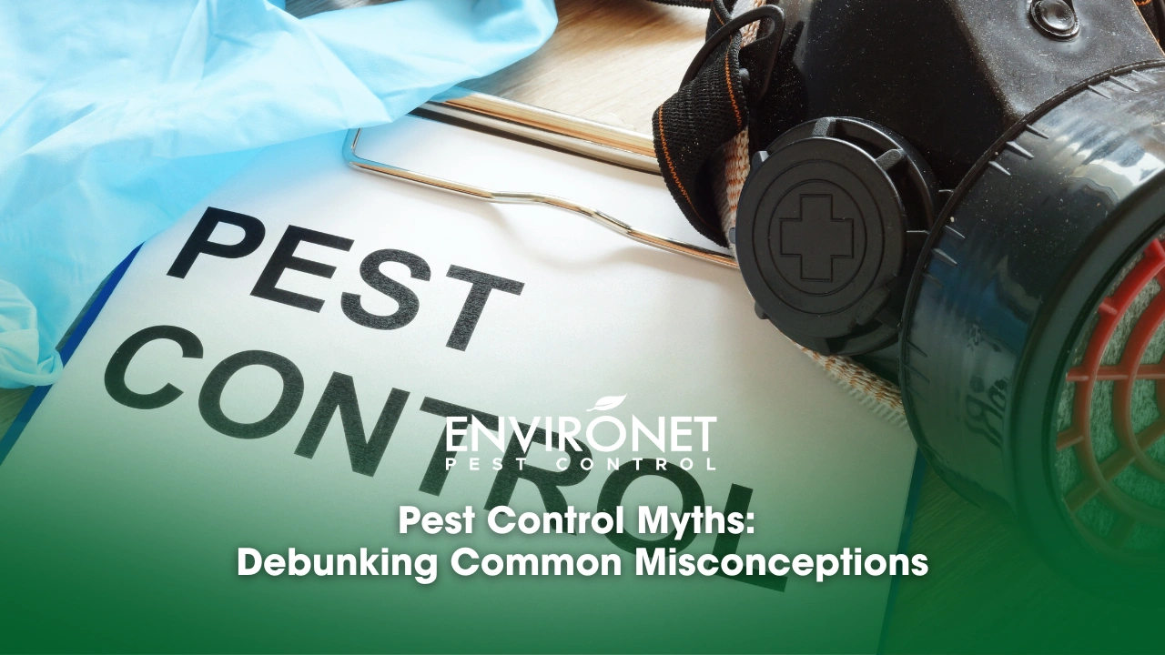 Pest Control Myths Debunking Common Misconceptions a close up of a safety equipment for pest control myths