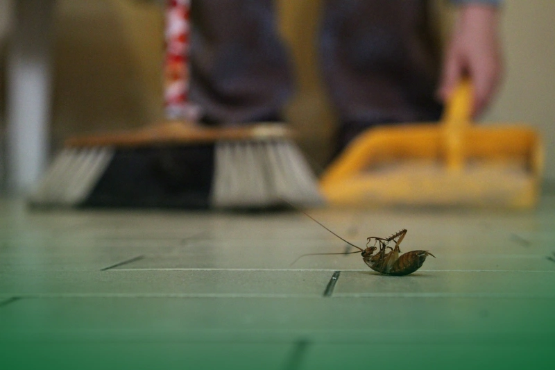Preventing Cockroach Bites a person cleaning up a cockroach