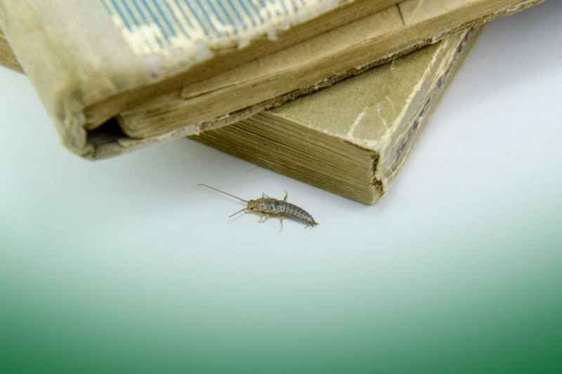 Silverfish insect feeding on paper - silverfish - pest control 101