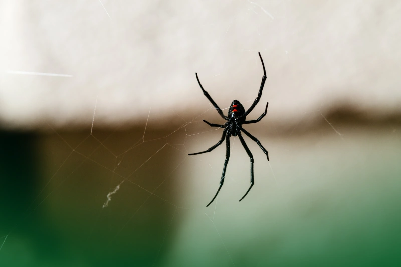 Spiders black widow spider on a web