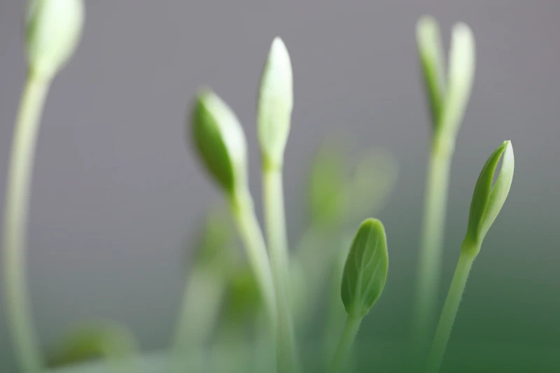 sprouts