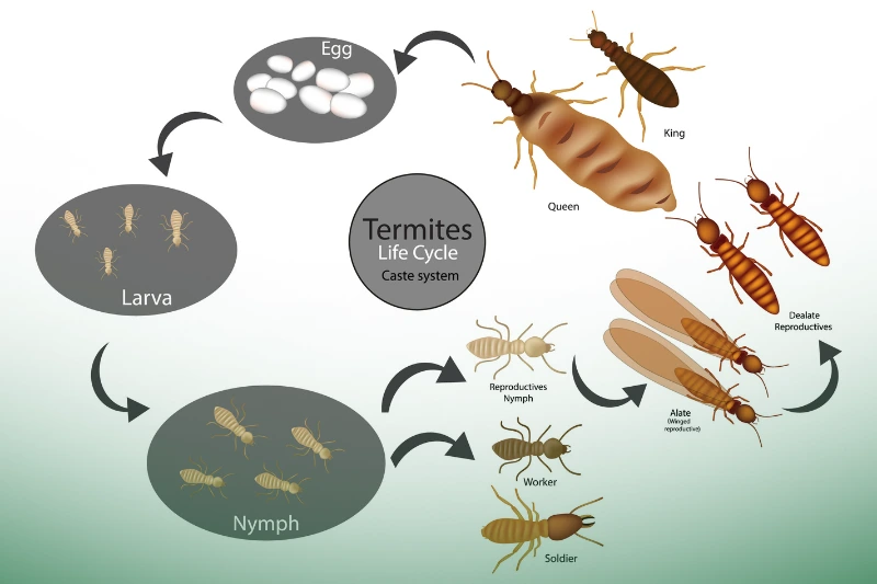 Termite Life Cycle Image an illustration showing the life cycle of termites